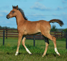 Stormy Solstice DF - 2011 Bay Arabian colt(Dream Synsation x DD Radiance)