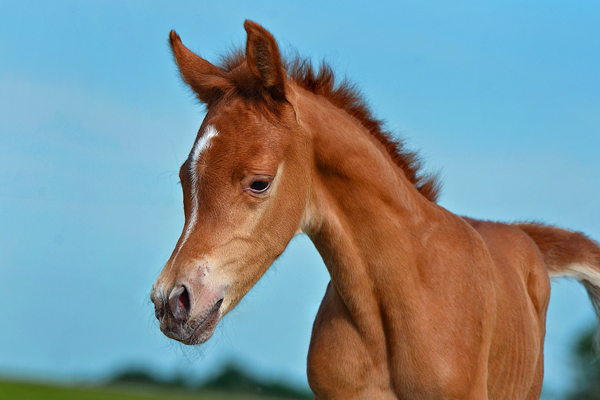 Tymeless Essence DF - By Dream Synsation out of *Petrus Carol/*JJ La Estrella mare