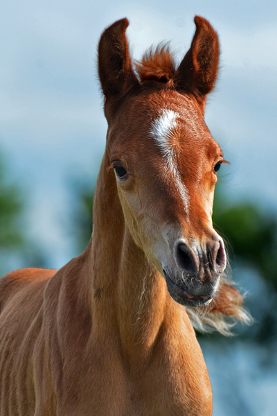 Tymeless Essence DF - By Dream Synsation out of *Petrus Carol/*JJ La Estrella+ mare