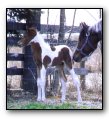 2003 chestnut tobiano colt - Design N' Effect DF