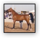 AB Tabasco Rose
