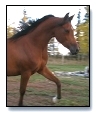 2003 Bay Arabian filly
