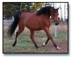 2003 Bay Arabian filly