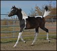 Eternal Fyre DF - Bay Tobiano Half Arabian Mare