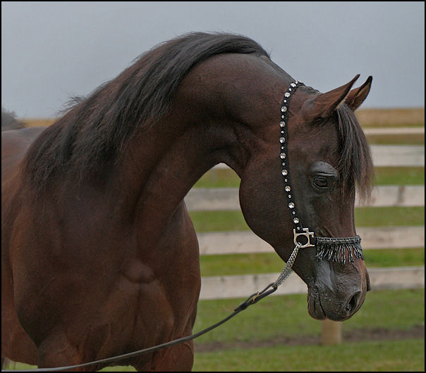 Dream Synsation (EF Kingston x Magic Dream daughter) Bay Arabian stallion