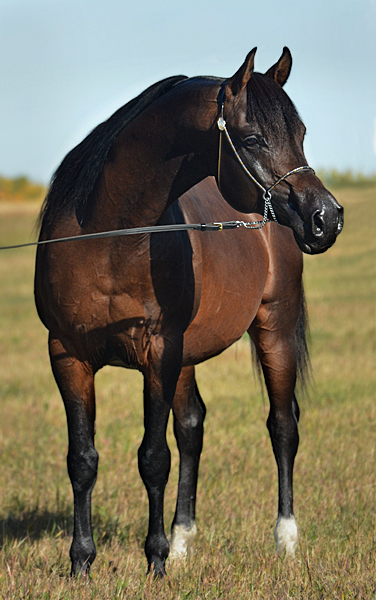 Dream Synsation (EF Kingston x Magic Dream daughter) Bay Arabian stallion