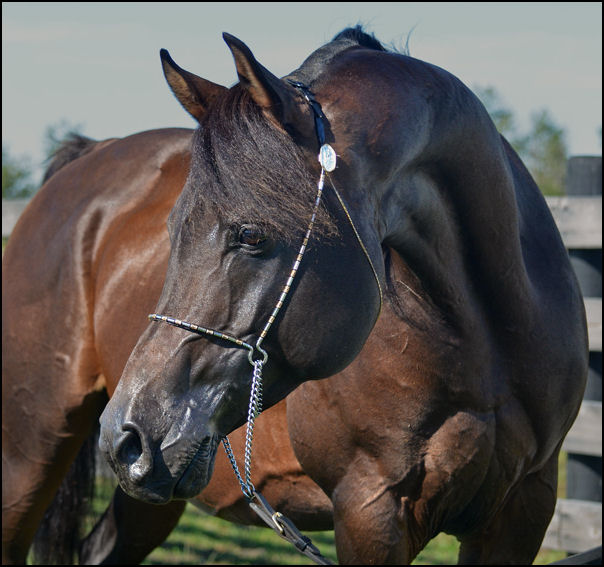 Dream Synsation (EF Kingston x Magic Dream daughter) Bay Arabian stallion