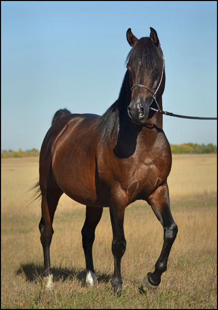 Dream Synsation (EF Kingston x Magic Dream daughter) Bay Arabian stallion