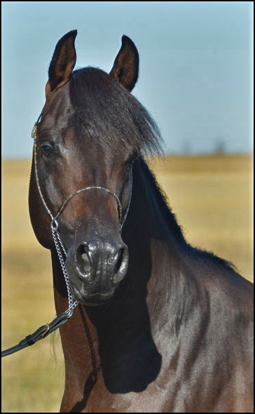 Dream Synsation (EF Kingston x Magic Dream daughter) Bay Arabian stallion