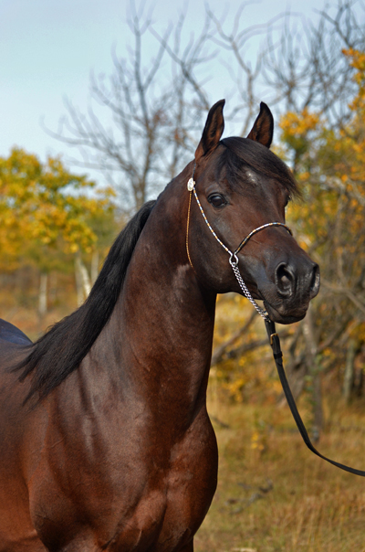 Dream Synsation (EF Kingston x Magic Dream daughter) Bay Arabian stallion