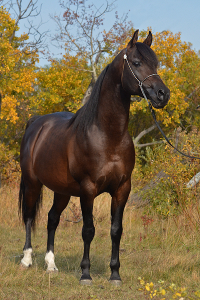 Dream Synsation (EF Kingston x Magic Dream daughter) Bay Arabian stallion