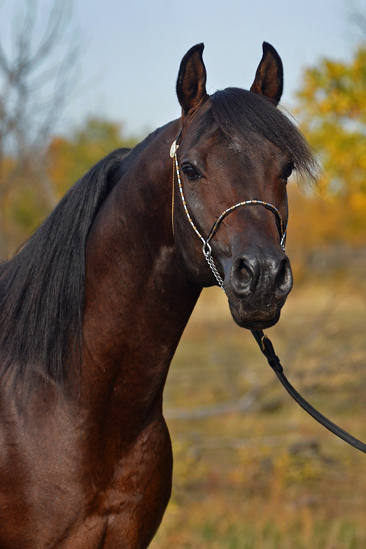 Dream Synsation (EF Kingston x Magic Dream daughter) Bay Arabian stallion