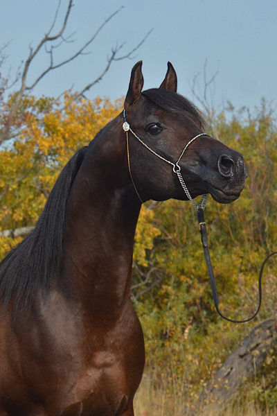 Dream Synsation (EF Kingston x Magic Dream daughter) Bay Arabian stallion