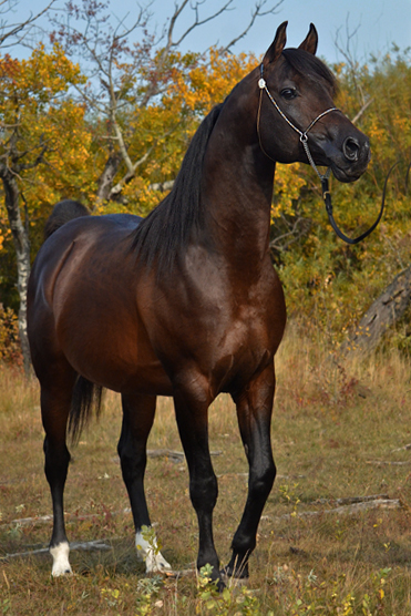 Dream Synsation (EF Kingston x Magic Dream daughter) Bay Arabian stallion