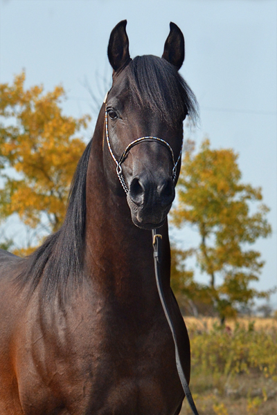 Dream Synsation (EF Kingston x Magic Dream daughter) Bay Arabian stallion