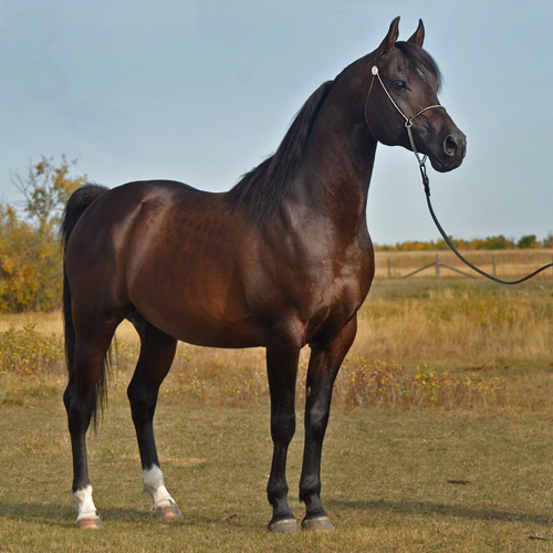 Dream Synsation (EF Kingston x Magic Dream daughter) Bay Arabian stallion