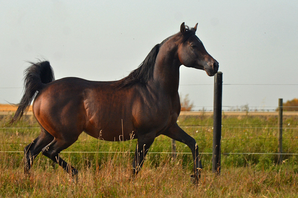 Dream Synsation (EF Kingston x Magic Dream daughter) Bay Arabian stallion