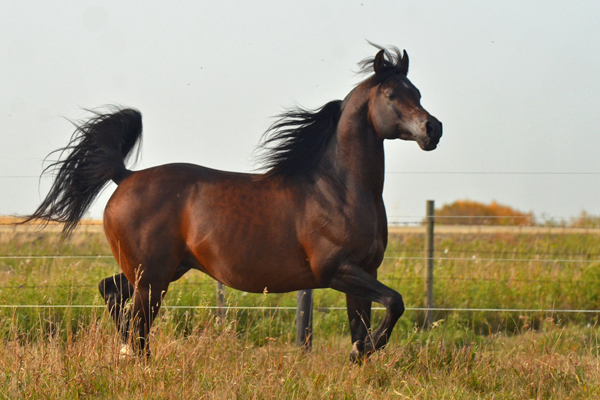 Dream Synsation (EF Kingston x Magic Dream daughter) Bay Arabian stallion