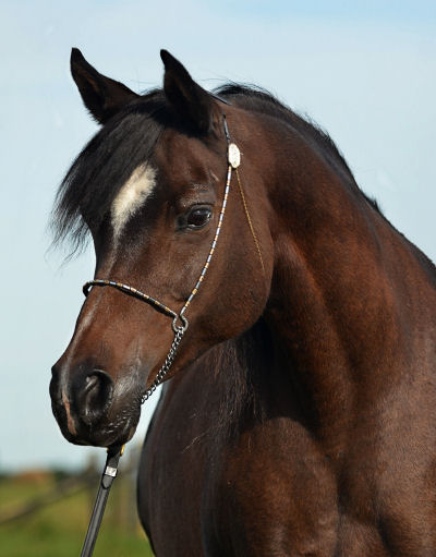 Desperado's Dezirae - Desperado V daughter
