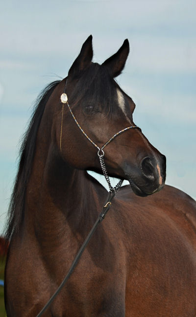 Desperado's Dezirae - Desperado V daughter
