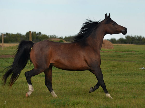 Desperado's Dezirae - Desperado V daughter