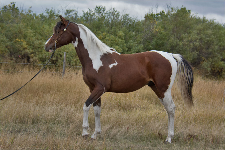 Stryking Synsation DF - By EF Kingston son out of Champion producing pinto mare