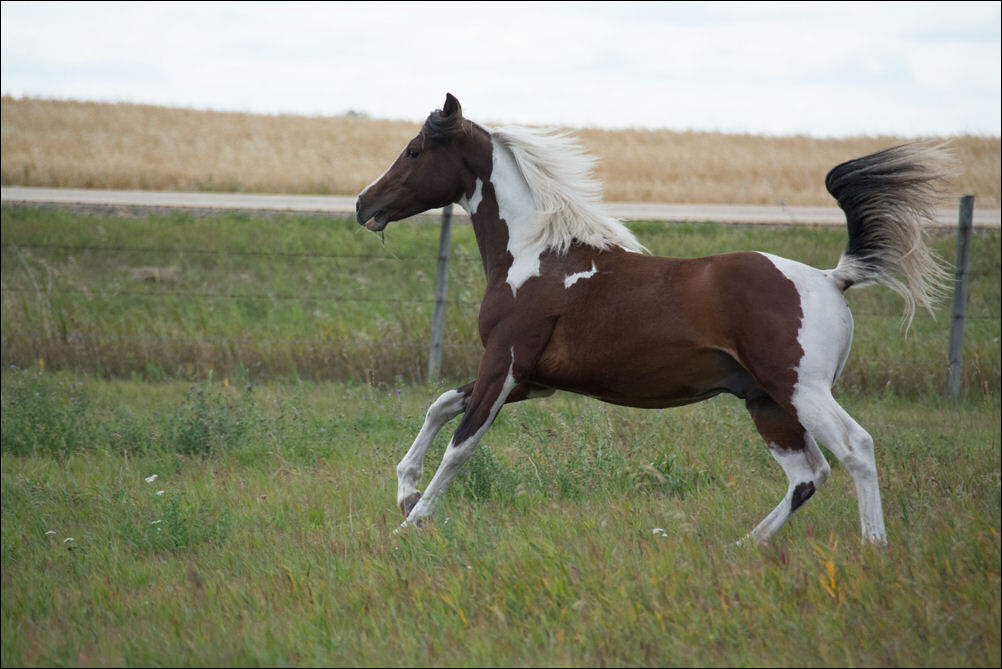 Stryking Synsation DF - By EF Kingston son out of Champion producing pinto mare