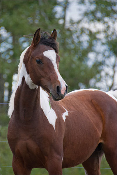 Stryking Synsation DF - By EF Kingston son out of Champion producing pinto mare