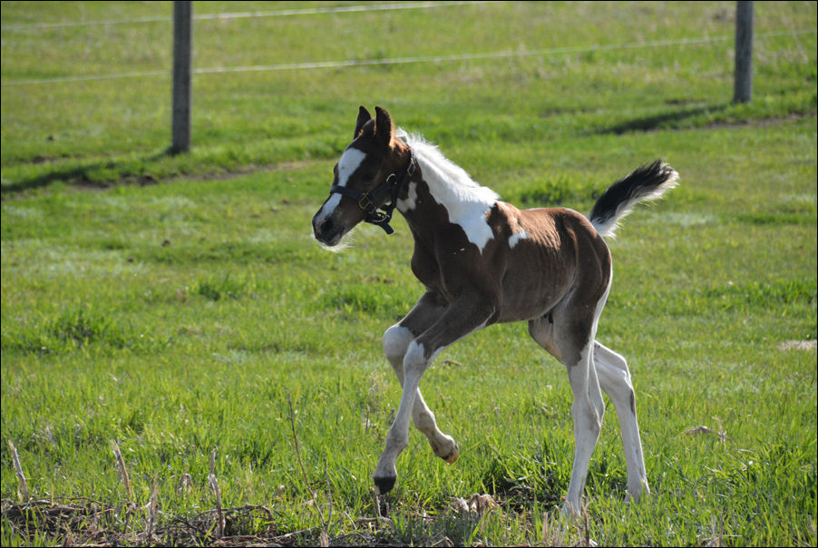 Stryking Synsation DF - By EF Kingston son out of Champion producing pinto mare