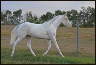 April Drifter Hancock - Cremello Tobiano APHA Mare