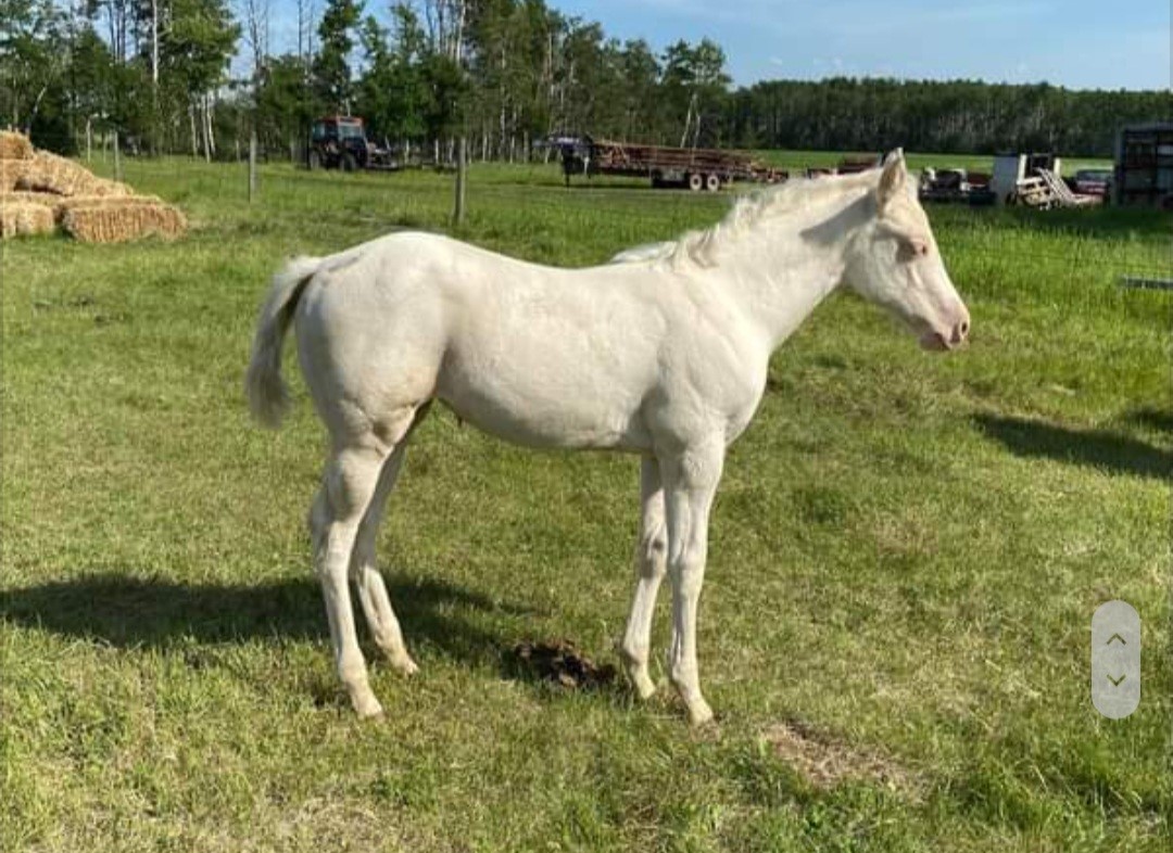 2021 cremello tobiano filly
