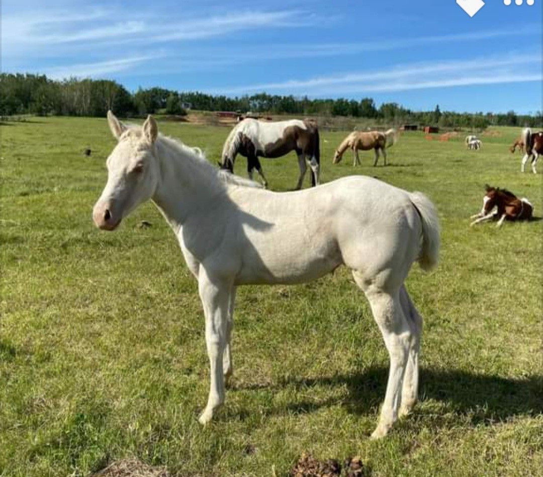 2021 cremello tobiano filly