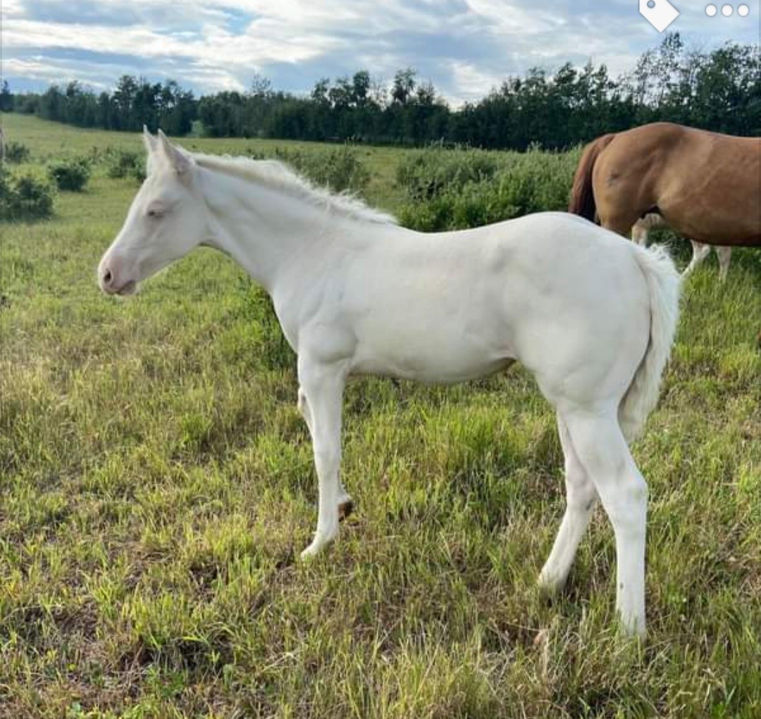 2021 cremello tobiano filly