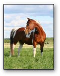 Fancy By Design - Homozygous Tobiano Mare