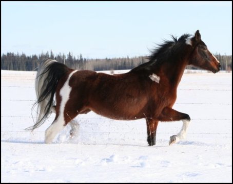1992 Saddlebred Homozygous tobiano mare