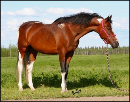 1992 Saddlebred Homozygous tobiano mare