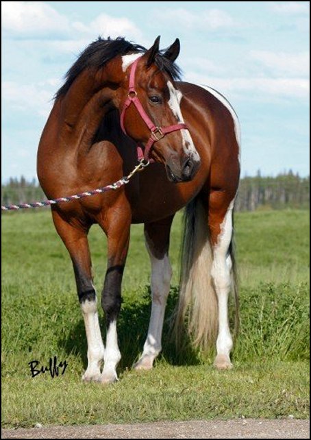 1992 Saddlebred Homozygous tobiano mare