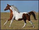 Khohana Breeze D