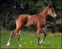 Amir Kazal DF - Bay Arabian colt