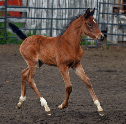 Amir Kazal DF - By Gazal Al Shaqab son, Kalahari out of Padrons Psyche mare