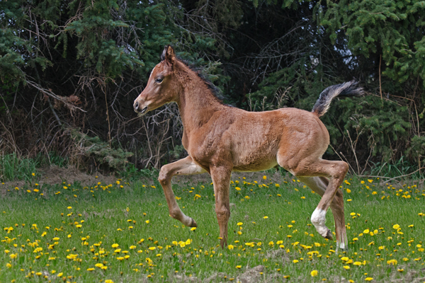 Amir Kazal DF - By Gazal Al Shaqab son, Kalahari out of Padrons Psyche mare