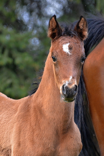 Amir Kazal DF - By Gazal Al Shaqab son, Kalahari out of Padrons Psyche mare