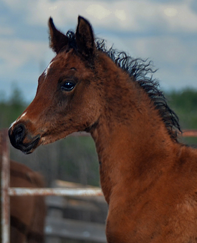 Amir Kazal DF - By Gazal Al Shaqab son, Kalahari out of Padrons Psyche mare
