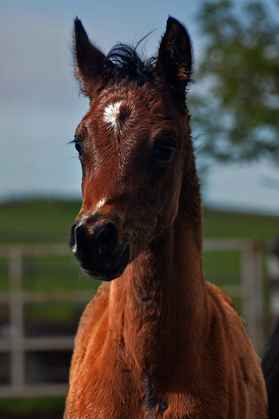 Amir Kazal DF - By Gazal Al Shaqab son, Kalahari out of Padrons Psyche mare