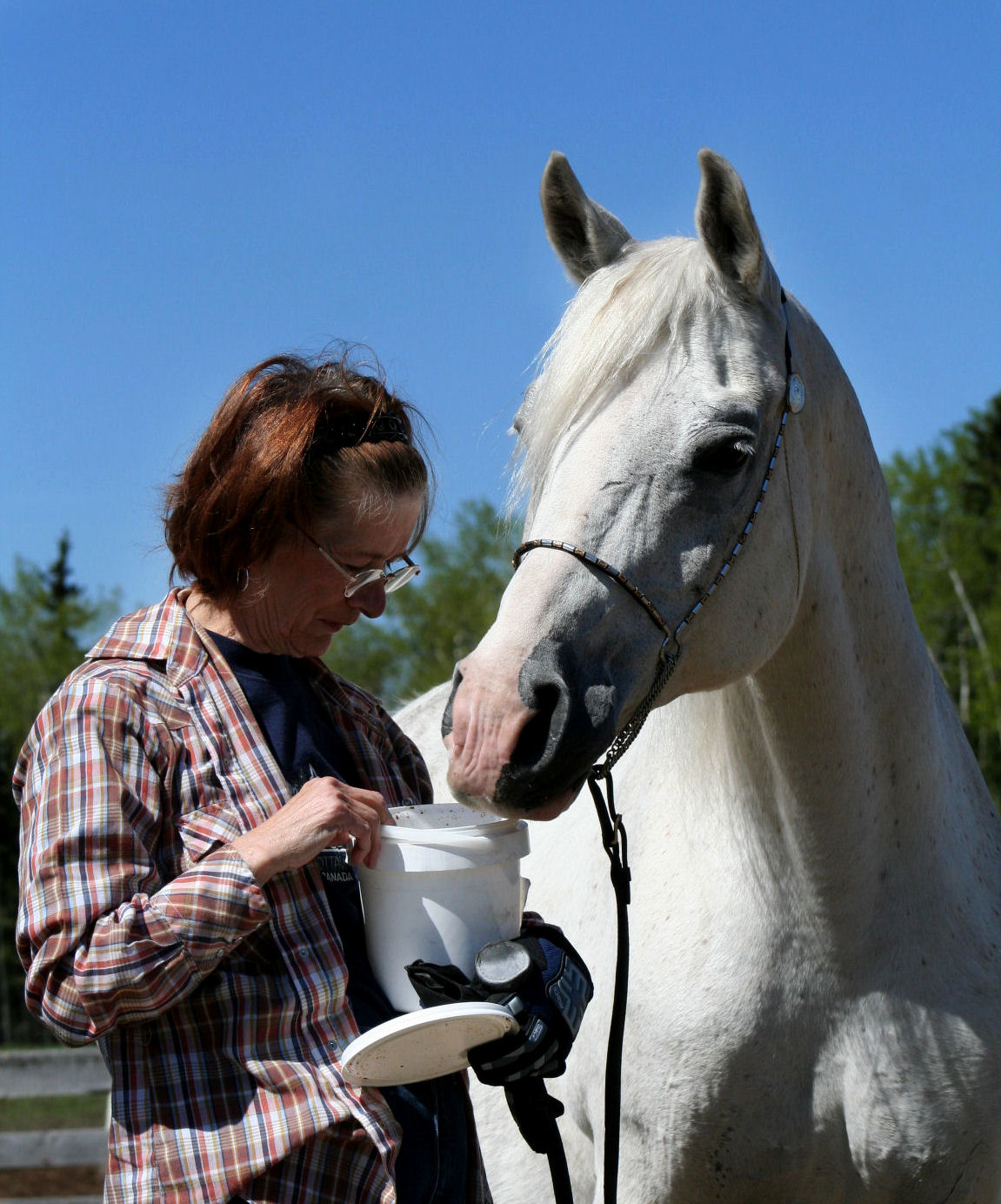 Desert Lady (Triple A Basktyn++ x Fadjur granddaughter