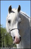 Desert Lady - Purebred Arabian mare
