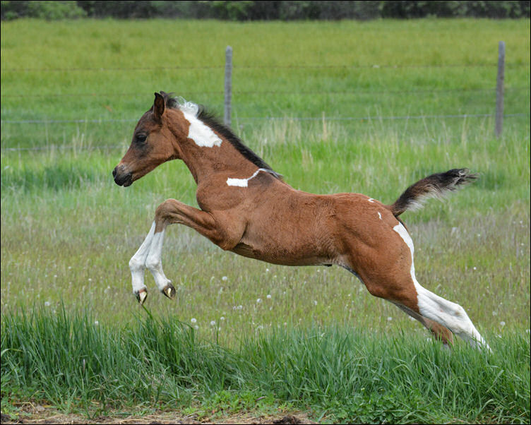 Latte Mocchiato DF - Tobiano 3/4 Arabian Mare