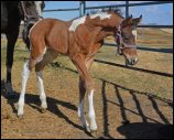 Absolute Synsation DF - 2021 Bay Tobian 1/2 Arabian colt(Dream Synsation x Absolute Striking Image DF)