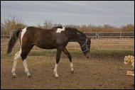 Absolute Synsation DF - 2021 Bay Tobian 1/2 Arabian colt(Dream Synsation x Absolute Striking Image DF)