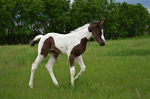 2013 APHA filly